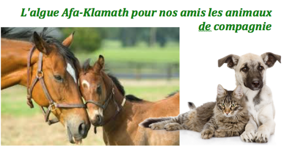 L‘algue Afa-Klamath pour nos animaux de compagnie: Chats, chiens, chevaux, poneys....